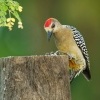 Datel hoffmannuv - Melanerpes hoffmannii - Hoffmanns Woodpecker 5393